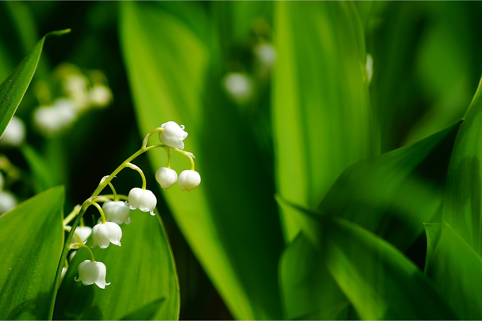 Lily of the valley flowers