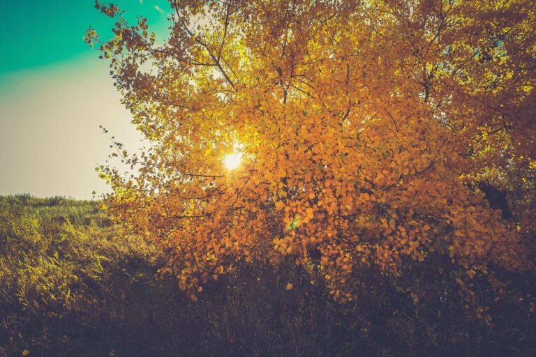Saponi e profumi di inizio autunno